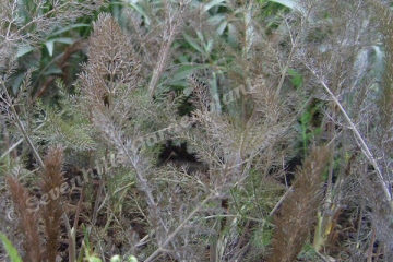 FOENICULUM vulgare Purpureum