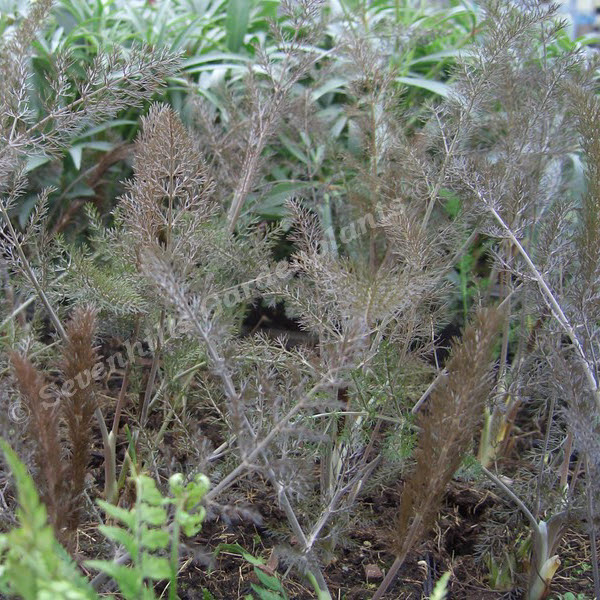 foeniculum vulgare purpureum - sevenhills vaste planten_000_20160312222748