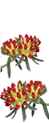 Wondklaver - Anthyllis vulnaria