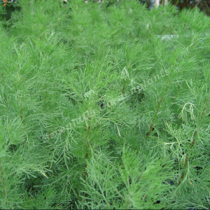 artemisia abrotanum - sevenhills vaste planten_000_20160312222600